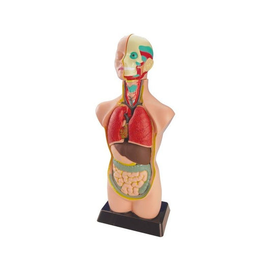 Miniland Educational - MNL SET ANATOMÍA 99020