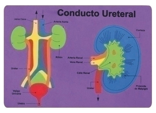 Fixo - GOMA EVA FIXO PUZZLE 26x36 SISTEMA RENAL